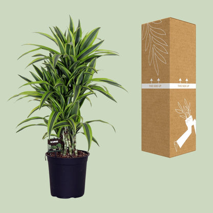 Dracaena Fragr. Lemon Lime - Ø24cm - ↕100cm 