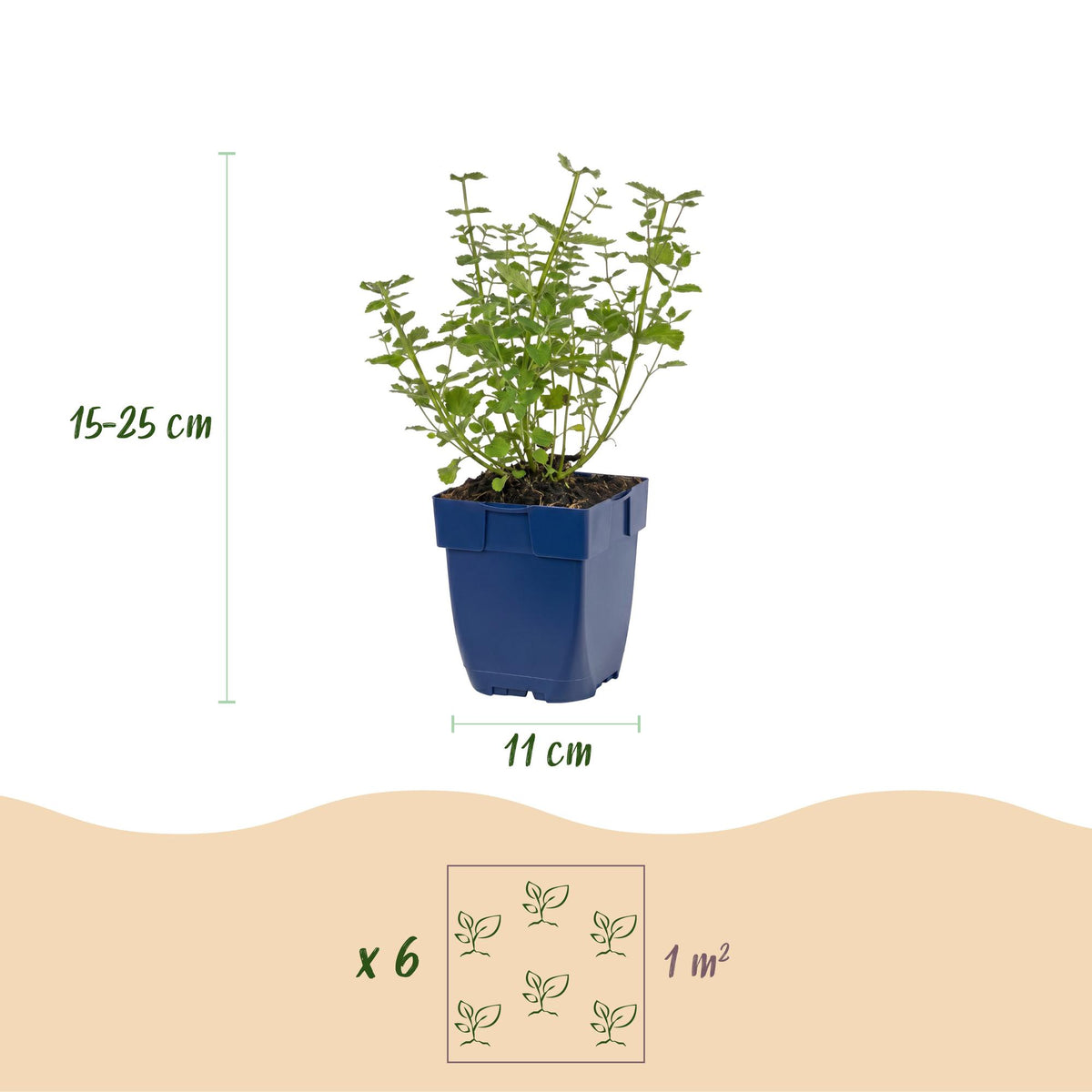 Katzenminze 'Walker' – Nepeta faassenii 'Walker's Low' – Topf Ø11cm – Ansicht 3