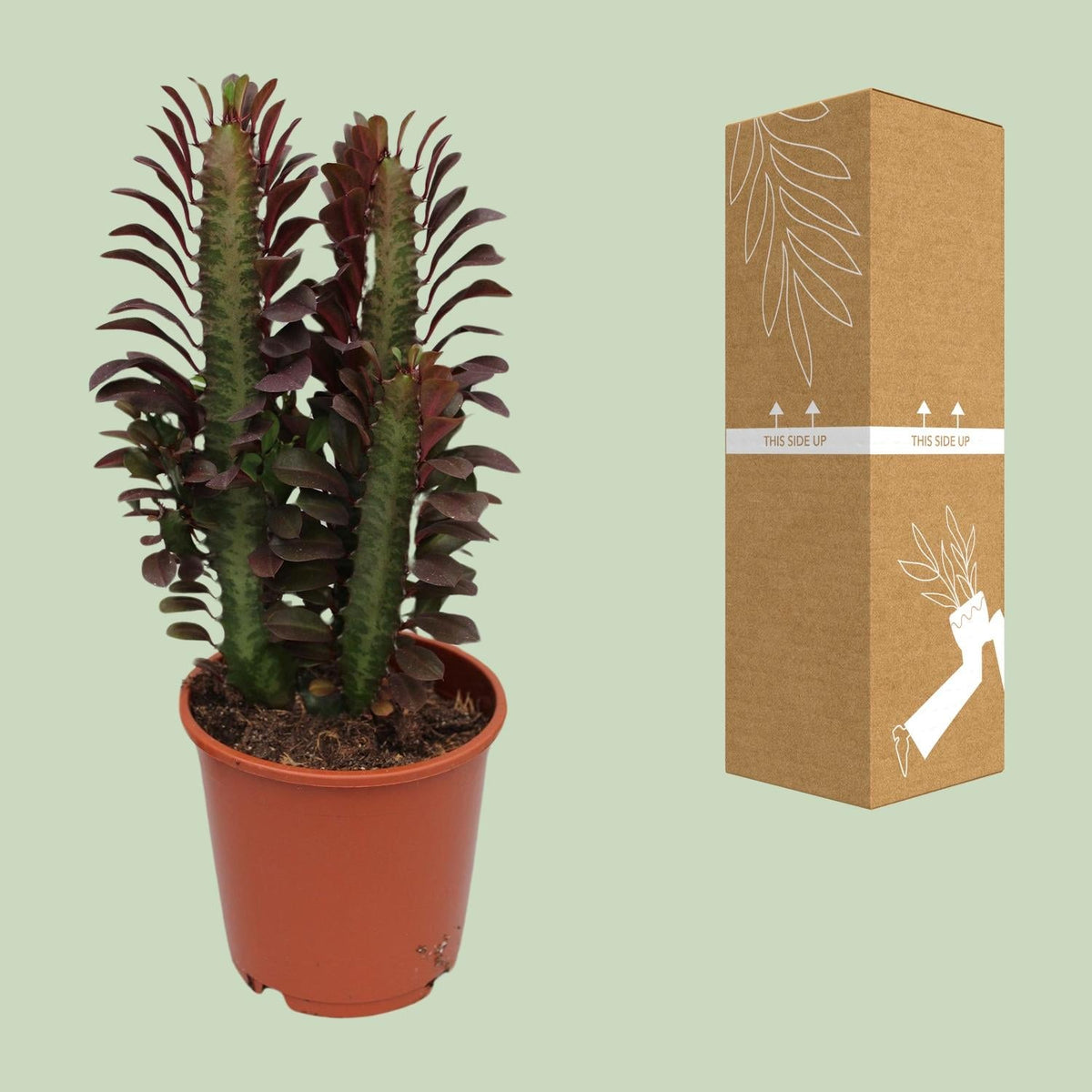 Euphorbia Trigona Rubra – Wolfsmilch – Zimmerpflanze – Ø12cm – ↕40cm – Rote Sukkulente – Pflegeleicht & robust – Für sonnige Innenbereiche 