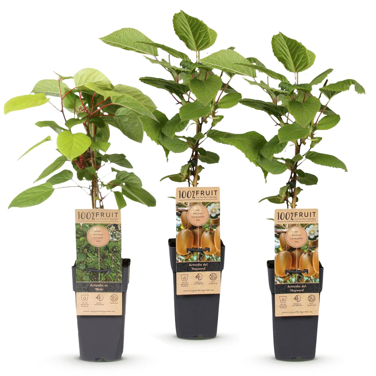 Green boutiQ - Fruit plant - Actinidia Weiki & Hayward - Kiwi plant - 1 Male - 2 Female - Plants - Green - Pot 15cm - Height 50cm 