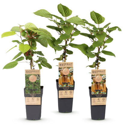 Green boutiQ - Fruit plant - Actinidia Weiki & Hayward - Kiwi plant - 1 Male - 2 Female - Plants - Green - Pot 15cm - Height 50cm 