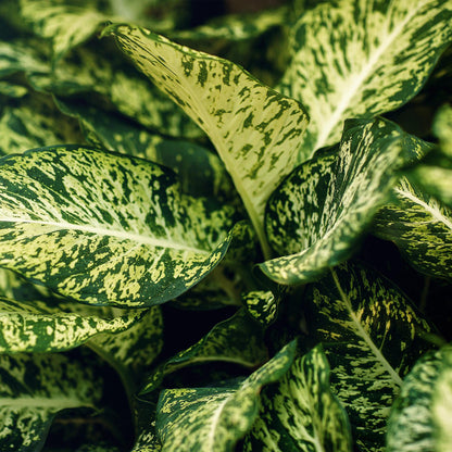 Green boutiQ - Zimmerpflanzen - Diefenbachia Compacta - Dieffenbachia - Wenig Pflege - Bunt - 1 Pflanze - Topf 17cm - Höhe 45-50cm 