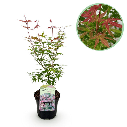 Japanischer Ahorn Acer palmatum 'Phoenix' – Rosa-Rot – Balkon- & Gartenpflanze – Ø19 cm – Ca. 70 cm hoch – Handförmiges Laub mit intensiver Herbstfärbung 