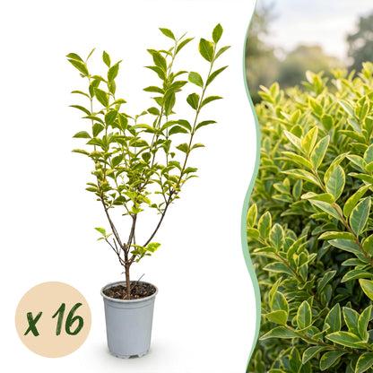 Buntblättriger Liguster – Ligustrum ovalifolium 'Aureum' – 16 Heckenpflanzen – Topf Ø9cm – Höhe 35-45cm