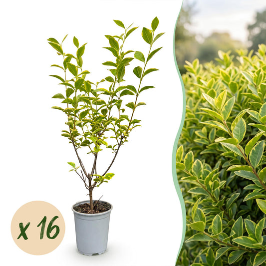 Buntblättriger Liguster – Ligustrum ovalifolium 'Aureum' – 16 Heckenpflanzen – Topf Ø9cm – Höhe 35-45cm