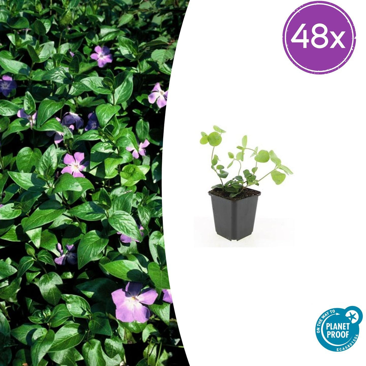 Großes Immergrün Vinca major – ↕10-25cm – Ø9cm – Immergrüner Bodendecker mit violett – blauen Blüten – Ansicht 26