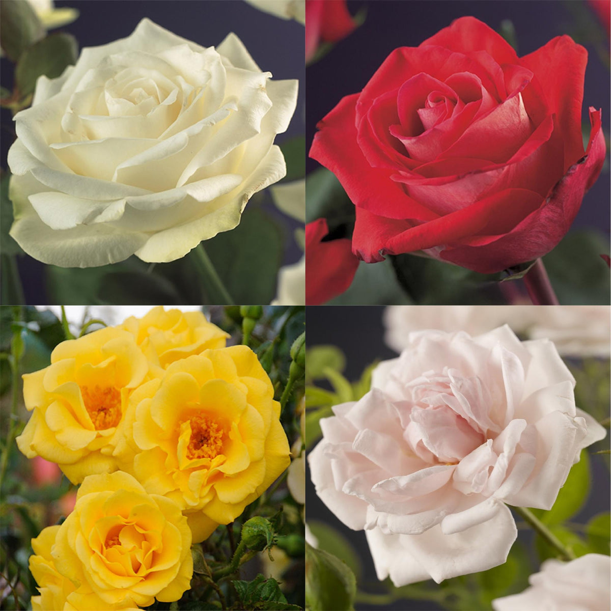 Kletterrose – Rosa Rainbow – Blumen Rosa-Weiß-Gelb-Rot – 4 Pflanzen – Wenig Pflege – 11cm – Höhe ca. 40cm 