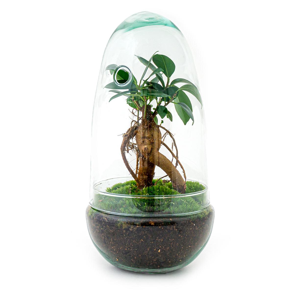 Flaschengarten Egg Bonsai – DIY Terrarium mit Ficus Ginseng – Mini-Biotop – Ø12 cm x H25 cm – Do-it-yourself – Pflegeleichtes Ökosystem für Zuhause & Büro 