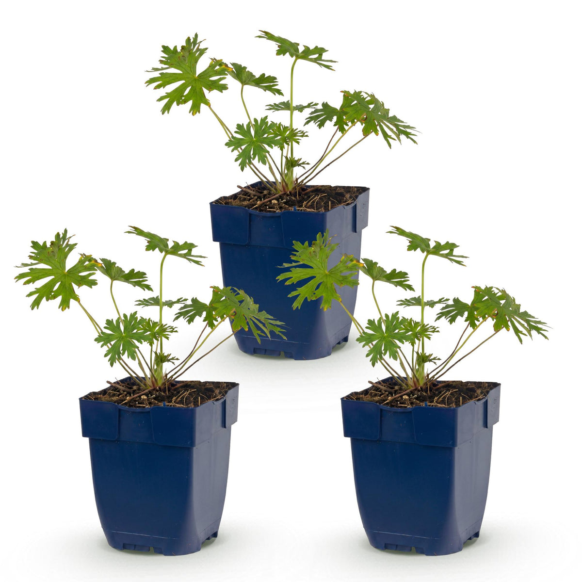 Storchschnabel 'Johnson' – Geranium 'Johnson's Blue' – Topf Ø11cm