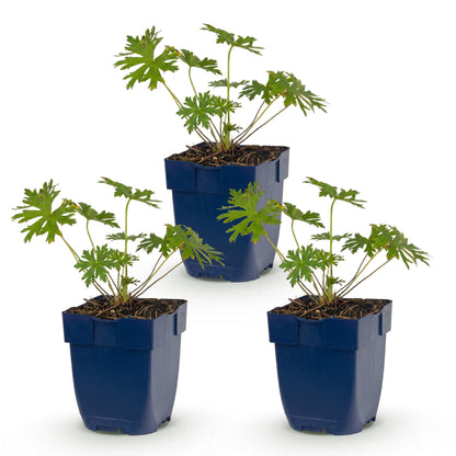 Storchschnabel 'Johnson' – Geranium 'Johnson's Blue' – Topf Ø11cm