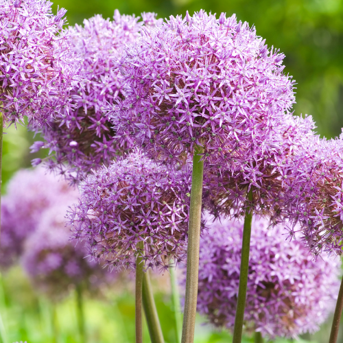 Allium 'Globemaster' – Zierlauch Blumenzwiebeln – 5 Blumenzwiebeln – Extra große violette Blütenbälle – Winterharte Staude für Beet, Rabatte & Schnitt – XXL-Zwiebeln 