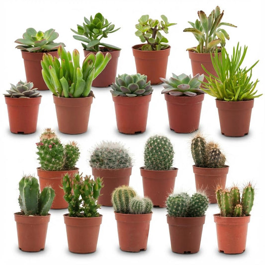Mini Kakteen & Sukkulenten Mix – 18 Stück – Ø5,5cm – Höhe 5–10cm – Pflegeleichte Zimmerpflanzen – Ideale Deko & Geschenkidee für Zuhause Büro 