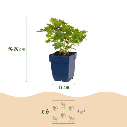 Zwerg-Prachtspiere 'Pumila' – Astilbe chinensis 'Pumila' – 6 Pflanzen – Topf Ø11cm – Ansicht 3