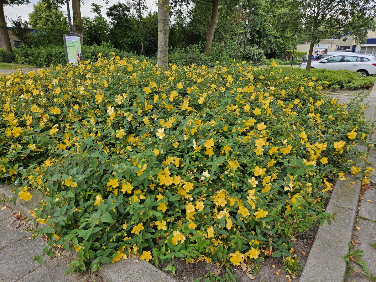 Hypericum Hidcote – Großblumiges Johanniskraut – 6 Pflanzen Ø9cm – Höhe 10–25cm – Immergrüner Strauch mit gelben Blüten – Pflegeleicht, winterhart & bienenfreundlich 