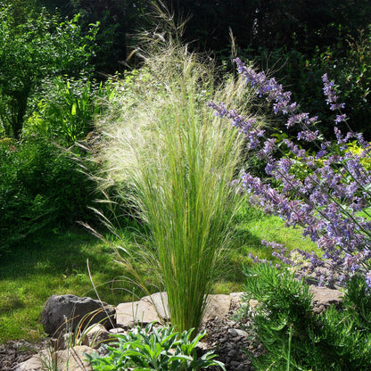 Zartes Federgras Stipa tenuifolia Pony Tails – Ø17cm – Immergrün, pflegeleicht & trockenheitsresistent – Ansicht 15