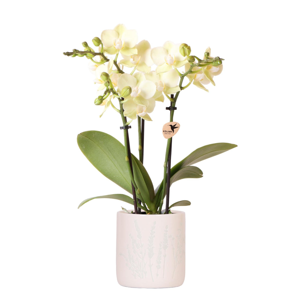 Gelbe Orchidee Mexico + Floral Ziertopf Hellblau – Topfgröße Ø9cm - Zimmerpflanze 