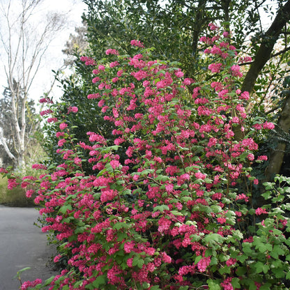 Blutjohannisbeere Ribes sanguineum 'Kind Edward' – Rosa Blüte – Bienenfreundlich – Frühjahrsblüher – Pflegeleicht – Ø17 cm – Höhe ca. 45 cm 