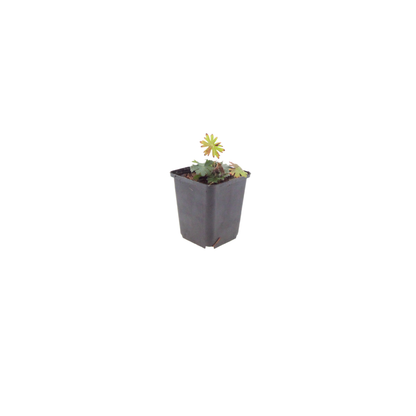 Geranium sanguineum Blut – Storchschnabel – Ø9cm – Höhe10-25cm – Ansicht 16