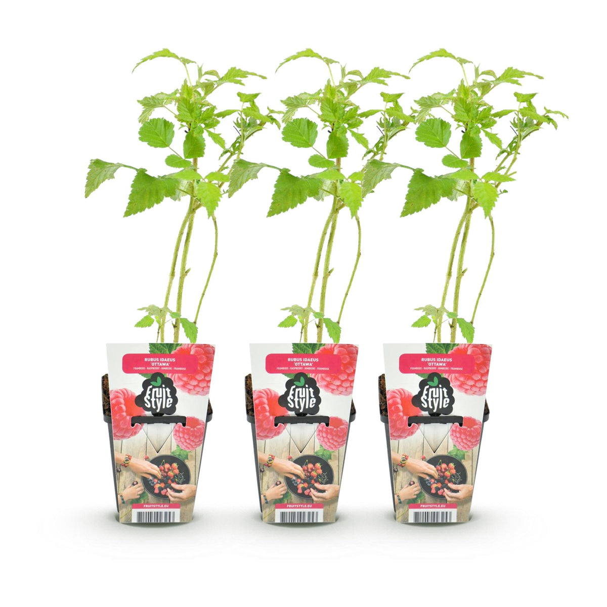 Himbeere Rubus idaeus Ottawa winterhart 3 Pflanzen Ø9cm Höhe 30cm – Rote Himbeere für Garten Beet Balkon & Terrasse – Süß & ertragreich 