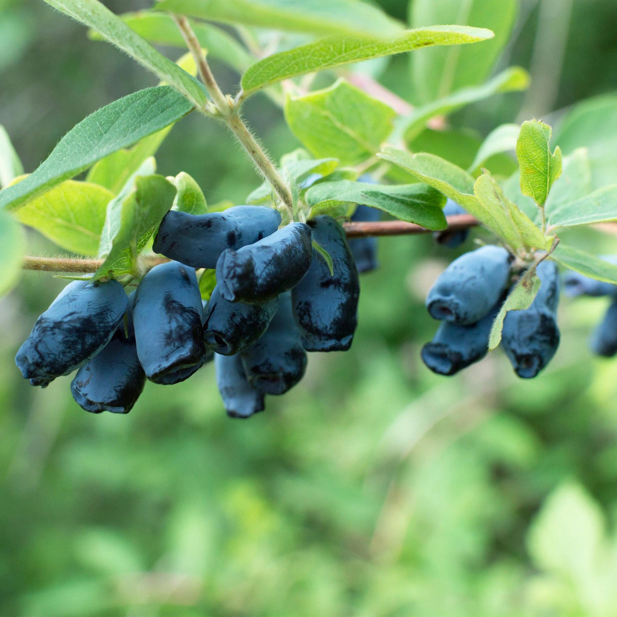 Blaubeere - Honigbeere - Lonicera caerulea Kamchatika - Obstpflanze - 2 Pflanzen - Topf 15cm Höhe 50cm 