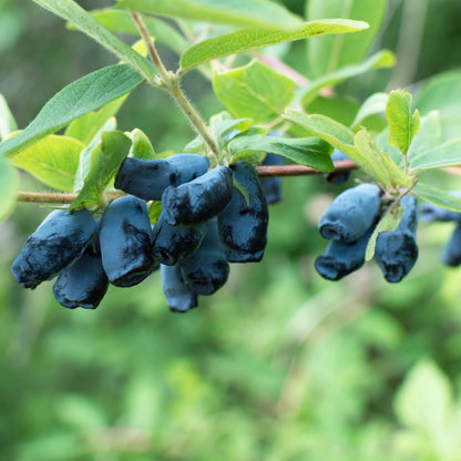 Blaubeere - Honigbeere - Lonicera caerulea Kamchatika - Obstpflanze - 2 Pflanzen - Topf 15cm Höhe 50cm 