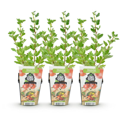 Rote Stachelbeere Ribes uva-crispa Hinnonmaki winterhart 3 Pflanzen Ø9cm Höhe30cm – Süß-saure rote Beeren für Garten Beet Balkon & Terrasse 