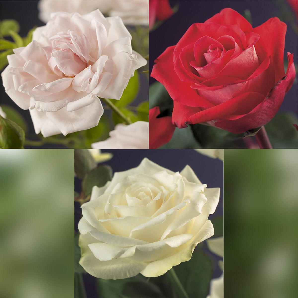 Kletterrose – Rosa Tricolour – Blüte Rosa-Weiß-Rot – 3 Pflanzen – Duftend – Geringer Pflegeaufwand – 11cm – Höhe ca. 40cm 