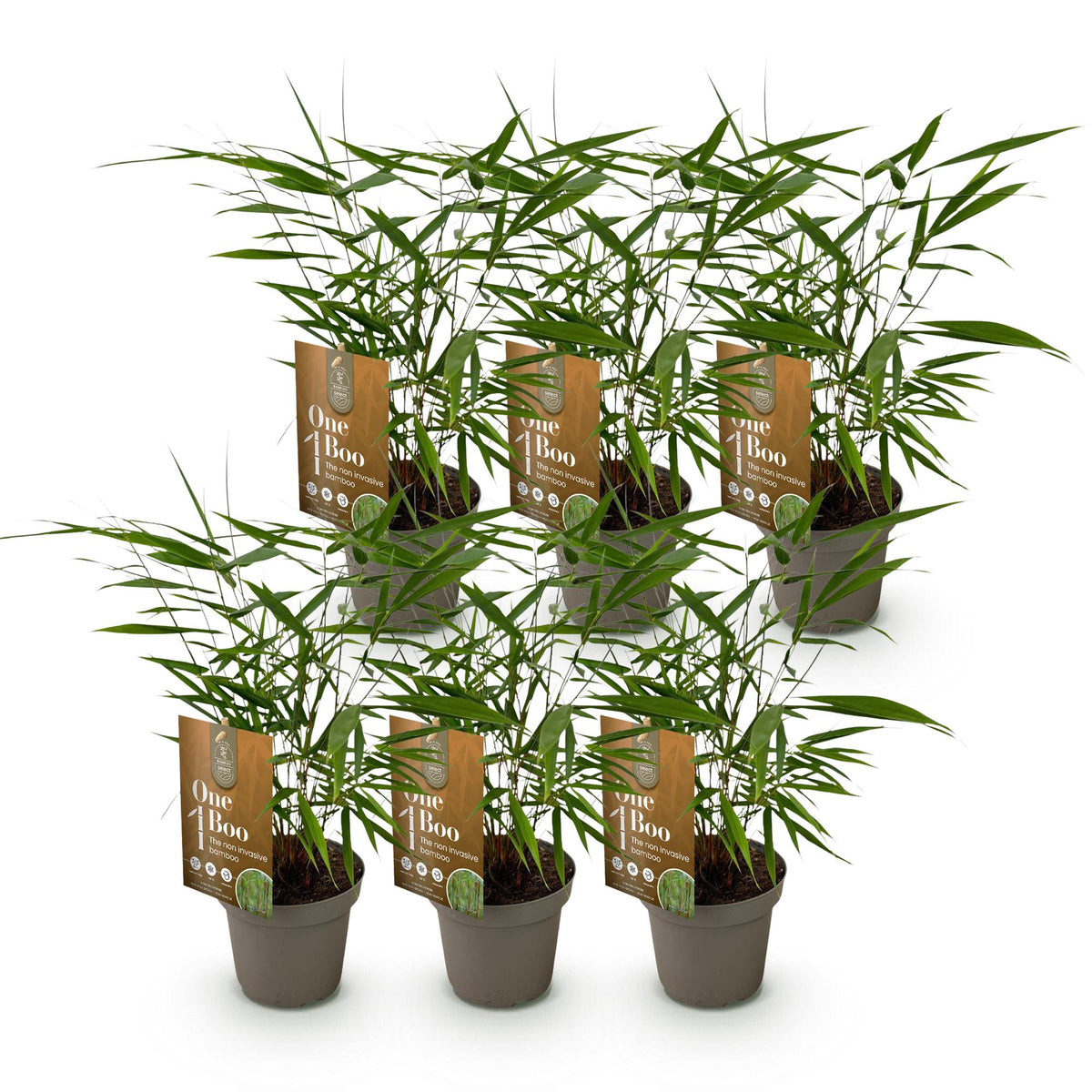 Bambus Fargesia Asian Wonder nicht wuchernder immergrüner Gartenbambus, grüne Sichtschutz Pflanzen, Ø14cm, 35cm hoch 