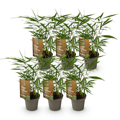 Bambus Fargesia Asian Wonder nicht wuchernder immergrüner Gartenbambus, grüne Sichtschutz Pflanzen, Ø14cm, 35cm hoch 