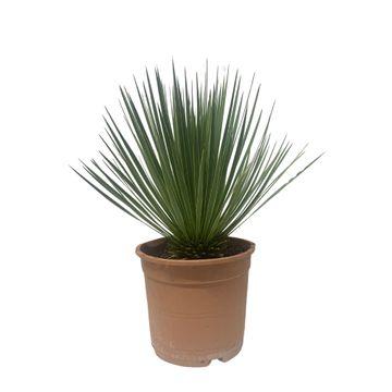 Yucca Rostrata Palmlilie – Zimmerpflanze 60cm – Ø24cm – Robust, Winterhart – Silbrig-blaue schmale Blätter – Pflegeleicht & Trockenheitsverträglich 