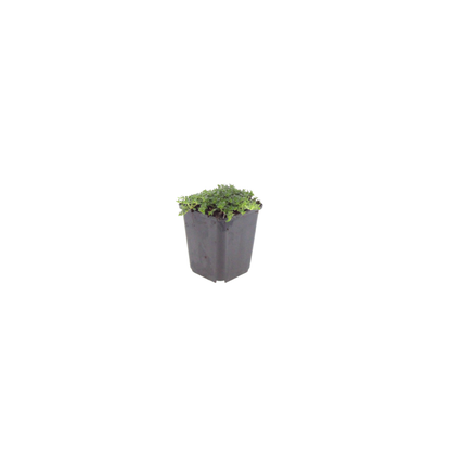 Thymian Thymus praecox Albiflorus Bodendecker – Ø9cm – Höhe 10-25cm – Weiß blühender Polsterthymian – Ansicht 27