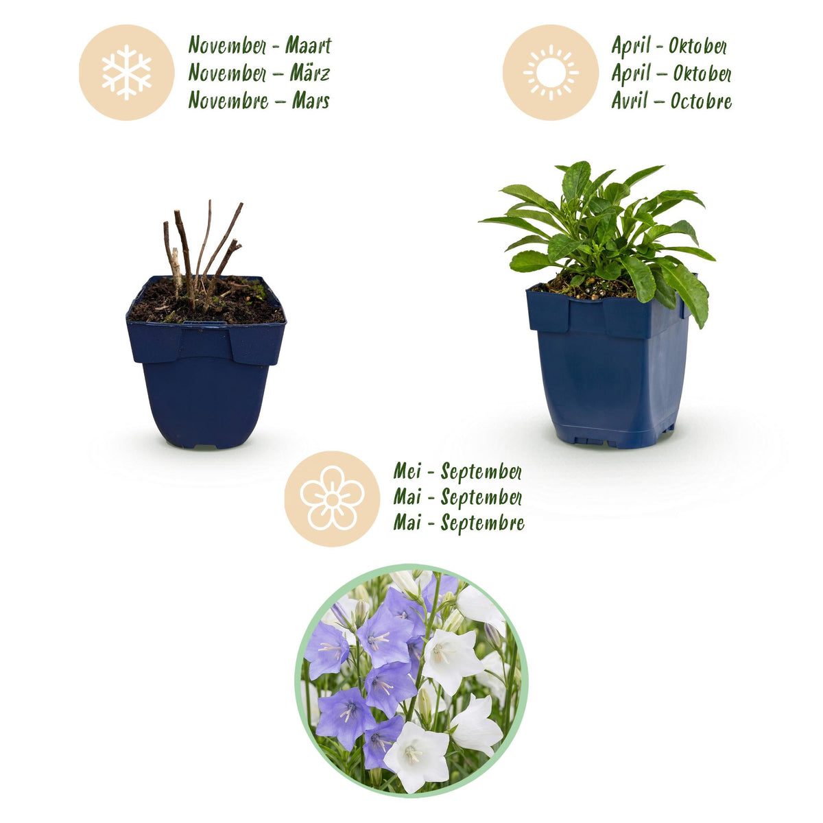 Pfirsichblättrige Glockenblume 'Duo' – Campanula persicifolia-Sortenmix – Topf Ø11cm – Ansicht 4
