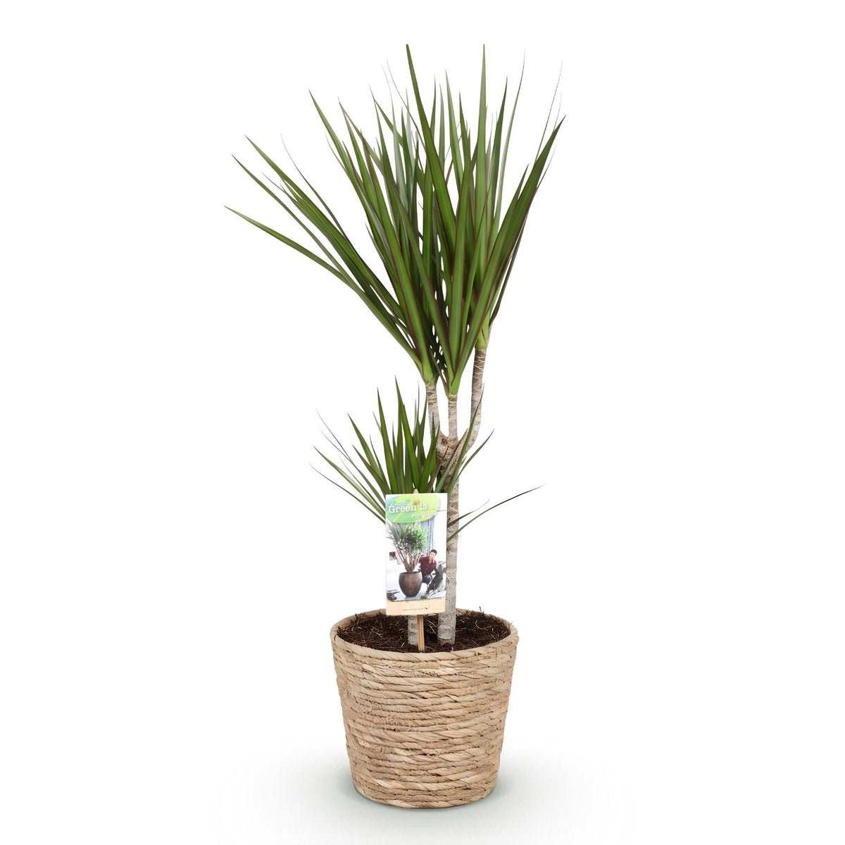 Green boutiQ - Zimmerpflanzen - Dracaena Marginata - Drachenbaum - Wenig Pflege - mit Korb - Grün - 1 Pflanze - Topf 17cm - Höhe 70-80cm 