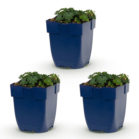 Storchschnabel 'Max Frei' – Geranium sanguineum 'Max Frei' – 3 Pflanzen – Topf Ø11cm