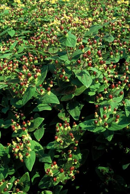 Hypericum inodorum 'Beauty' – 24 Pflanzen – ↕10-25cm – Ø9cm – Johanniskraut-Strauch – Goldgelbe Sommerblüten – Winterhart & pflegeleicht – Für Sonne & Halbschatten 