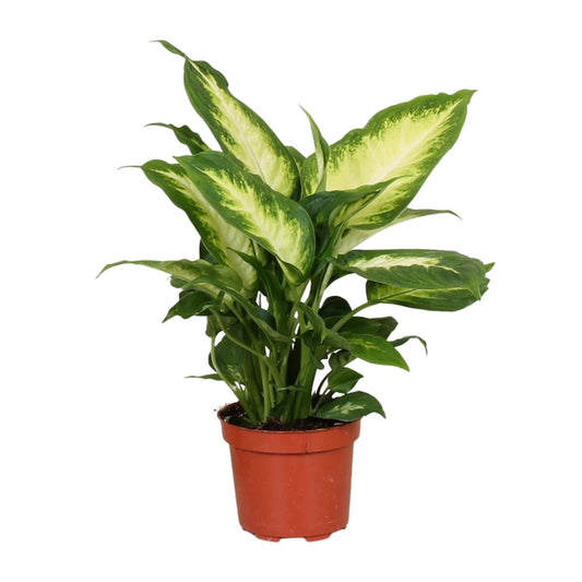 Dieffenbachie Camilla – Zimmerpflanze – Ø12cm – ↕35cm – Pflegeleichte Blattpflanze mit gemustertem Laub – Für Halbschatten geeignet – Ideal für Anfänger 
