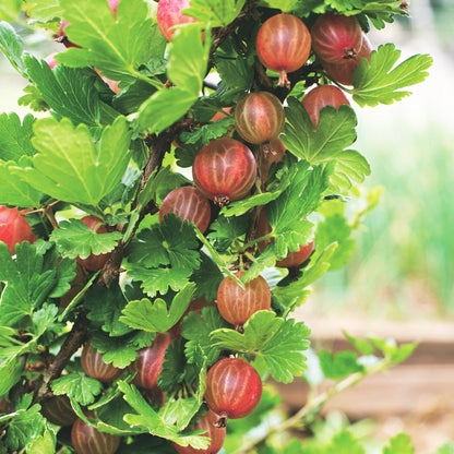 Green boutiQ - Fruit Plant - Ribes uva-crispa Hinnonmäki Röd - Gooseberry - Hardy - Red Currant - 2 Plants - Pot 15cm - Height 50cm 
