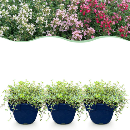 Teppich-Thymian 'Tricolour' – Thymus 'Tricolour' – 6 Pflanzen – Topf Ø11cm