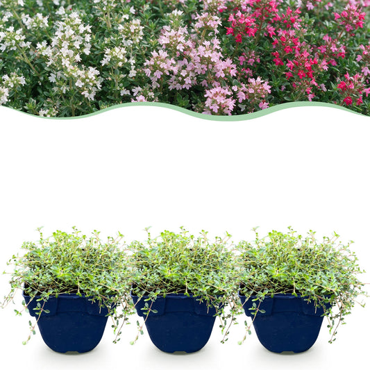 Teppich-Thymian 'Tricolour' – Thymus 'Tricolour' – 6 Pflanzen – Topf Ø11cm