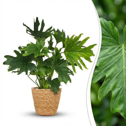 Green boutiQ - Zimmerpflanze - Philodendron - Philodendron Lickety split - Grün - Pflegeleicht - 1 Pflanze - mit Korb - Topf 19cm - Höhe 70cm 