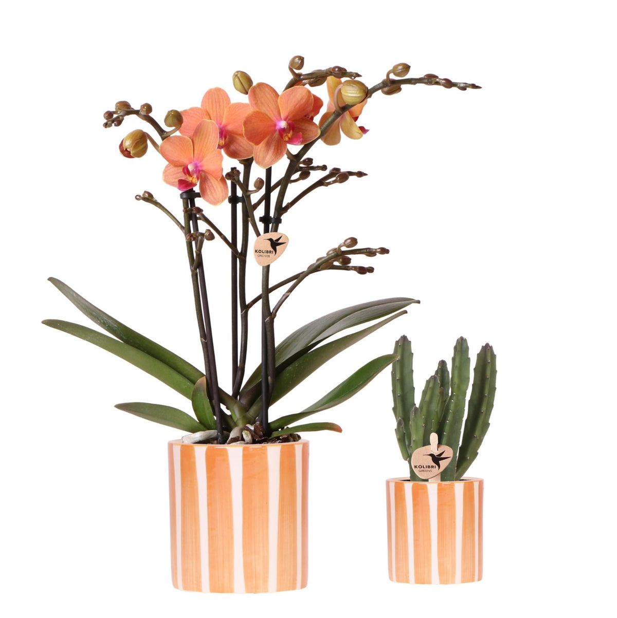 Pflanzenset Orange Phalaenopsis Orchidee Bolzano & Sukkulente – Mit Keramischen Ziertöpfen – Dekoratives Indoor-Set für Wohnung & Büro 
