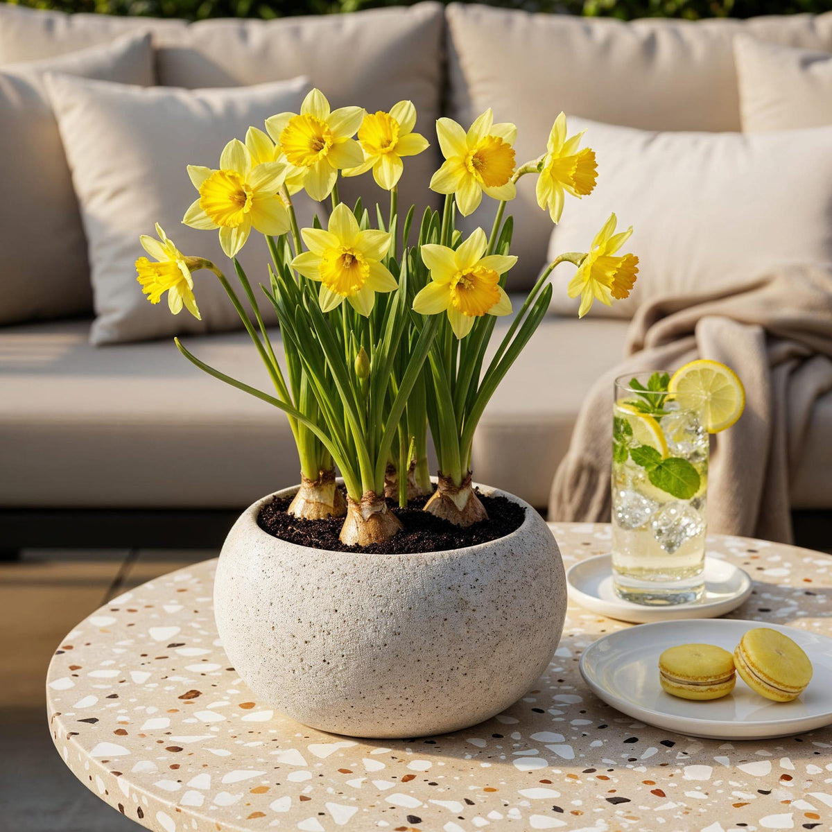 GreenboutiQ - Blumenzwiebeln - Narcis Carlton - Farbe Gelb - 15 Stück - Knollengröße 12/14 - XXL Pack 