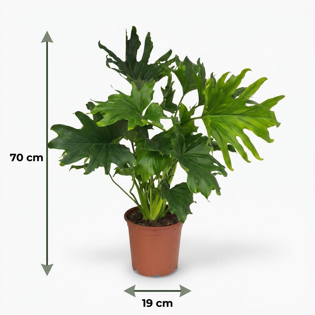 Green boutiQ - Zimmerpflanze - Philodendron - Philodendron Lickety split - Grün - Pflegeleicht - 1 Pflanze - Topf 19cm - Höhe 70cm 