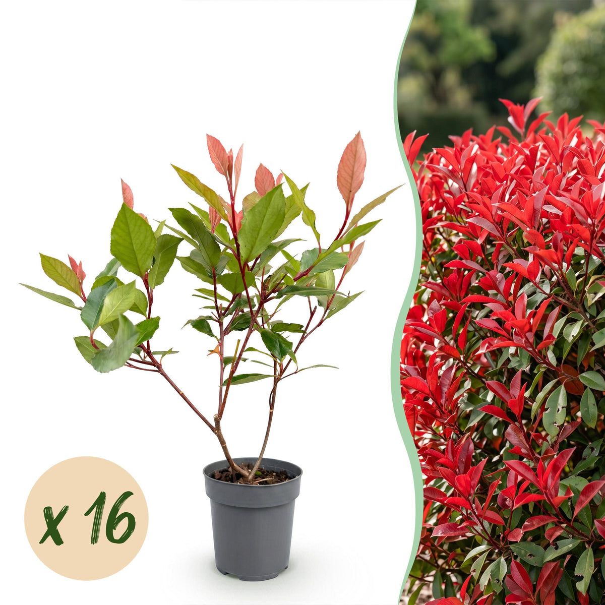 Glanzmispel 'Little Red Robin' – Photinia fraseri 'Little Red Robin' – 16 Heckenpflanzen – Topf Ø9cm