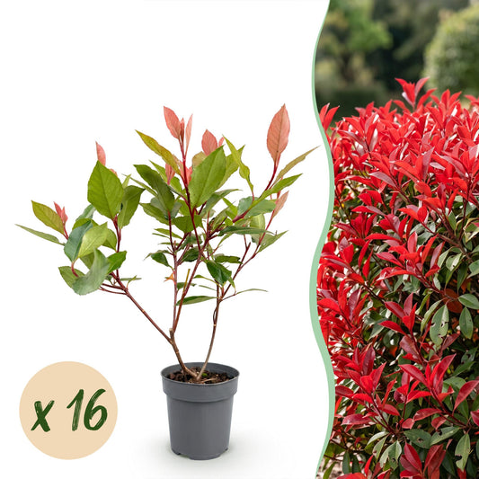 Glanzmispel 'Little Red Robin' – Photinia fraseri 'Little Red Robin' – 16 Heckenpflanzen – Topf Ø9cm