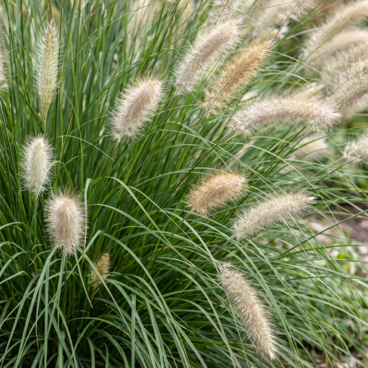 Lampenputzergras 'Hameln' – Pennisetum alopecuroides 'Hameln' – Topf Ø11cm – Ansicht 5