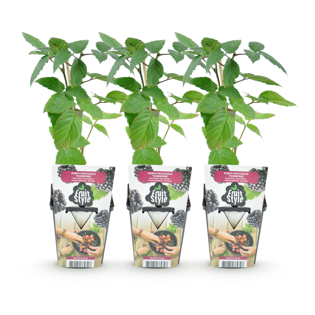 Dornenlose Brombeerpflanzen Rubus fruticosus Thornfree winterhart 3 Pflanzen Höhe 30cm Ø9cm – Schwarze Brombeere für Garten Beet Balkon & Topf 