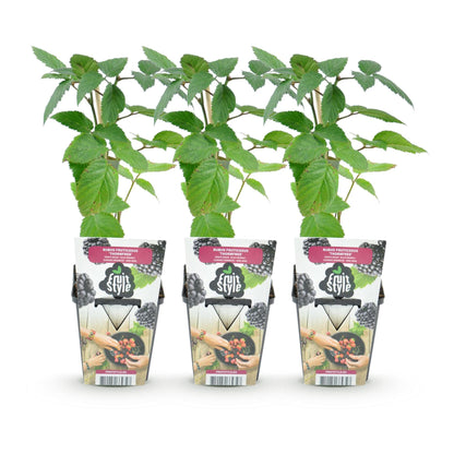 Dornenlose Brombeerpflanzen Rubus fruticosus Thornfree winterhart 3 Pflanzen Höhe 30cm Ø9cm – Schwarze Brombeere für Garten Beet Balkon & Topf 