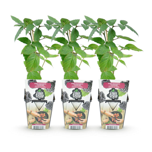 Dornenlose Brombeerpflanzen Rubus fruticosus Thornfree winterhart 3 Pflanzen Höhe 30cm Ø9cm – Schwarze Brombeere für Garten Beet Balkon & Topf 