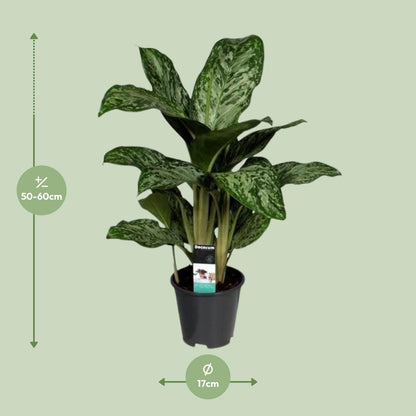 Aglaonema Greenlight – Kolbenfaden – Zimmerpflanze – Ø17cm – Höhe ca. 60cm – Pflegeleicht & luftreinigend – Für Wohnzimmer, Büro & Schlafzimmer 